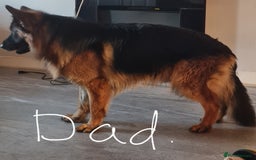 German Shepherd dogs for sale: German shepherd pedigree puppies- four weeks old. - Image 8