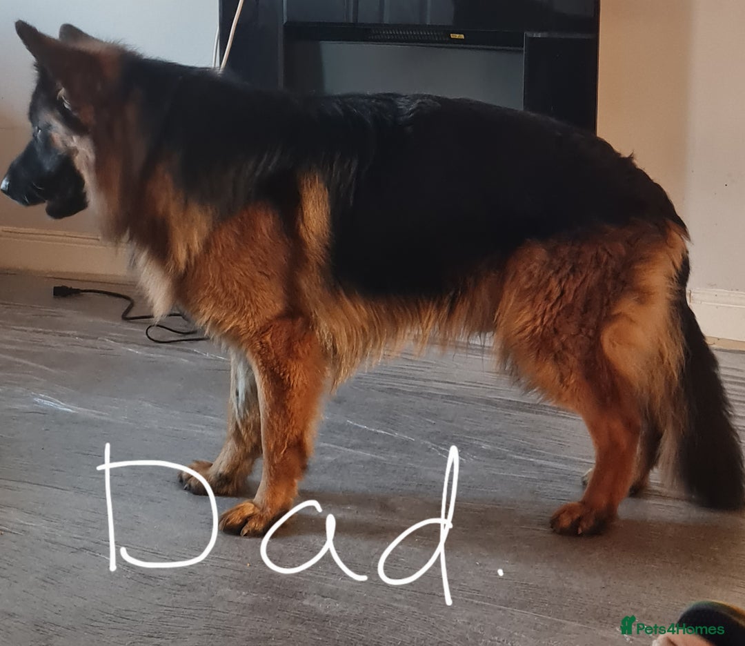 German Shepherd dogs for sale: German shepherd pedigree puppies- four weeks old. - Image 8