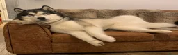 Alaskan Malamute dogs for adoption: Teddy (Alaskan Malamute) in Southampton - Advert 3