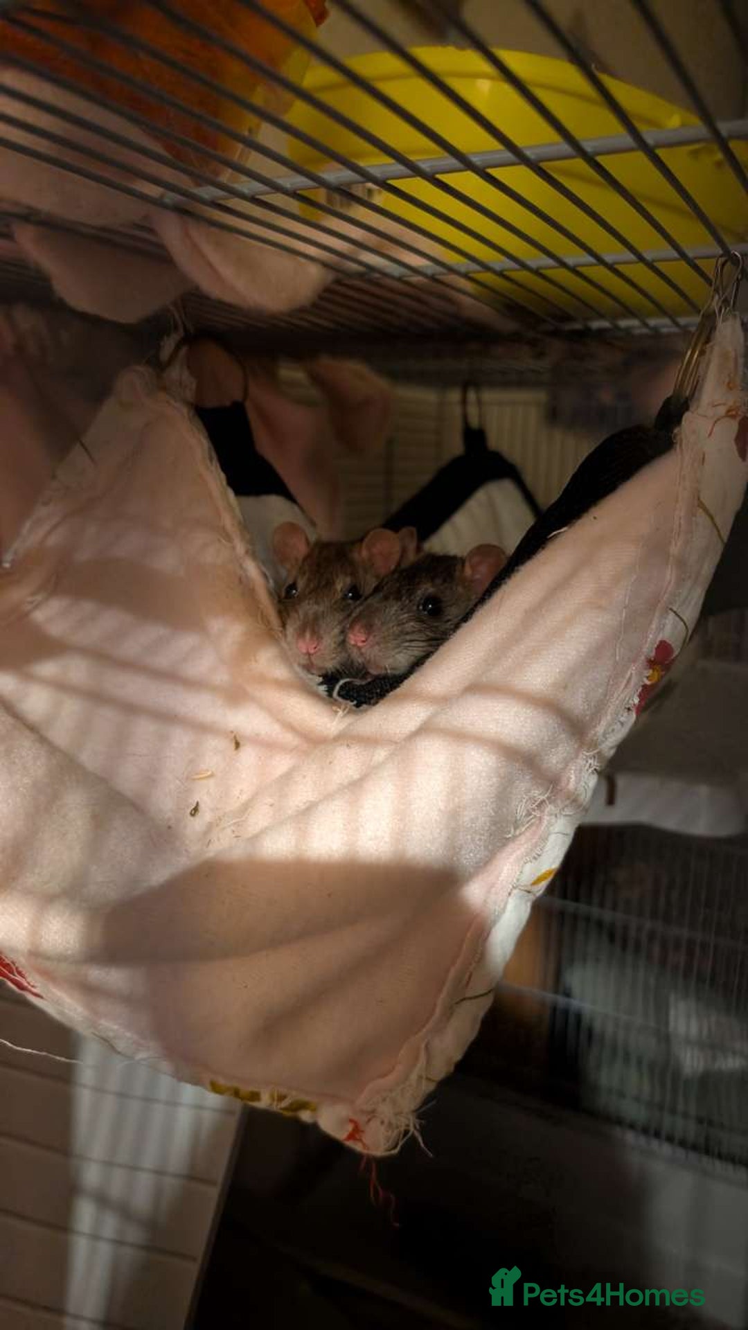 Rat rodents for sale: 2 Male Adult Rats for adoption - Advert 2