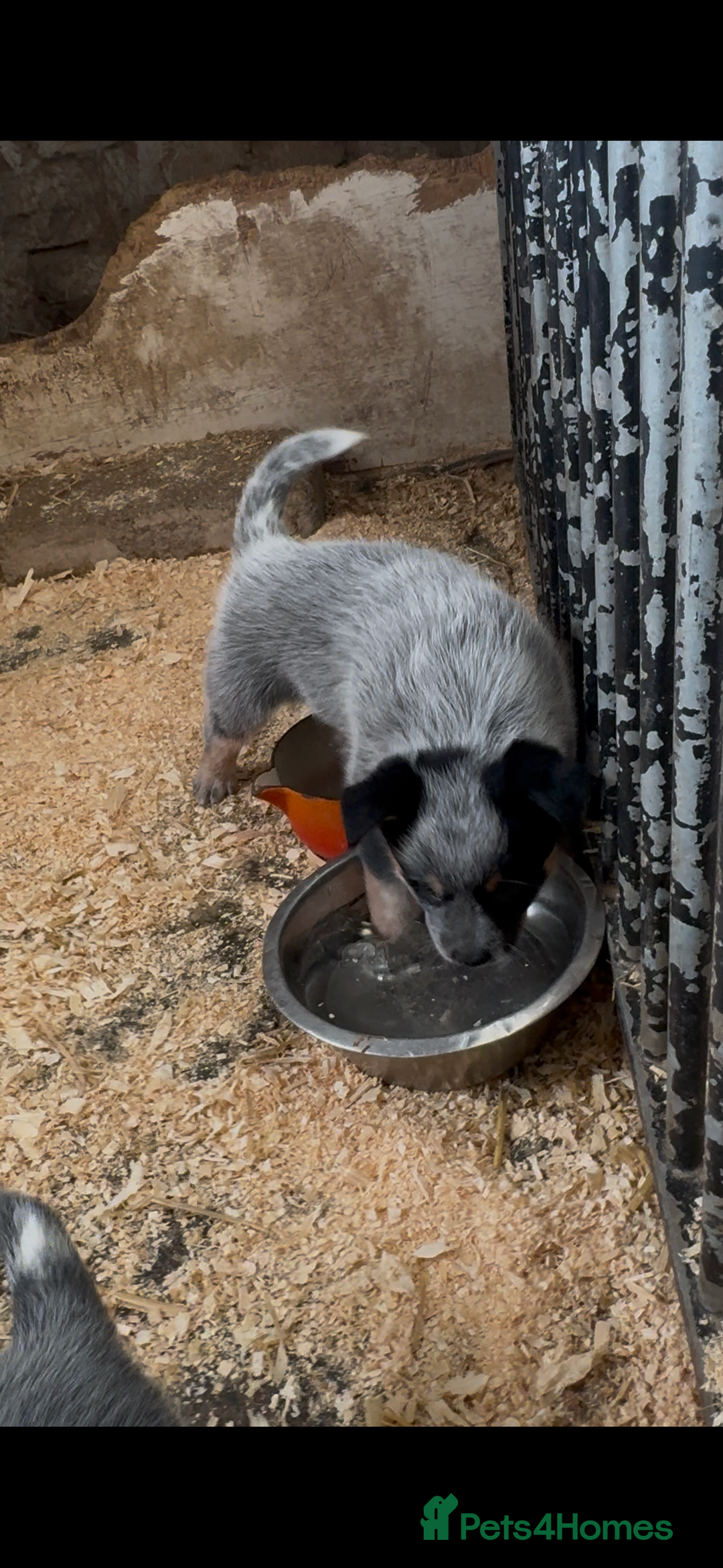Australian Cattle Dog dogs for sale: Australian cattle dog puppies Blue Heelers  - Image 5