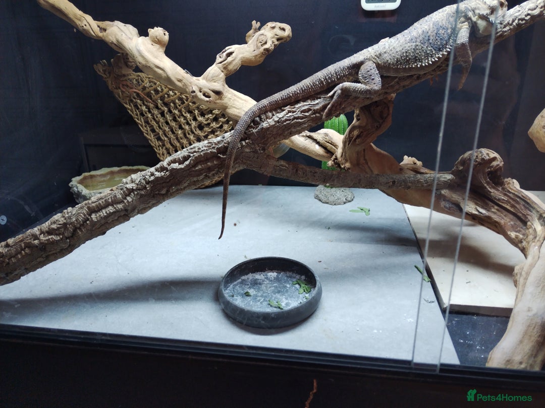 Bearded Dragon reptiles for sale: Male Bearded dragon 4 years old. 4x2x2ft vivarium - Image 5