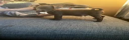 Patterdale Terrier dogs for sale: Patterdale terrier pups  - Advert 7