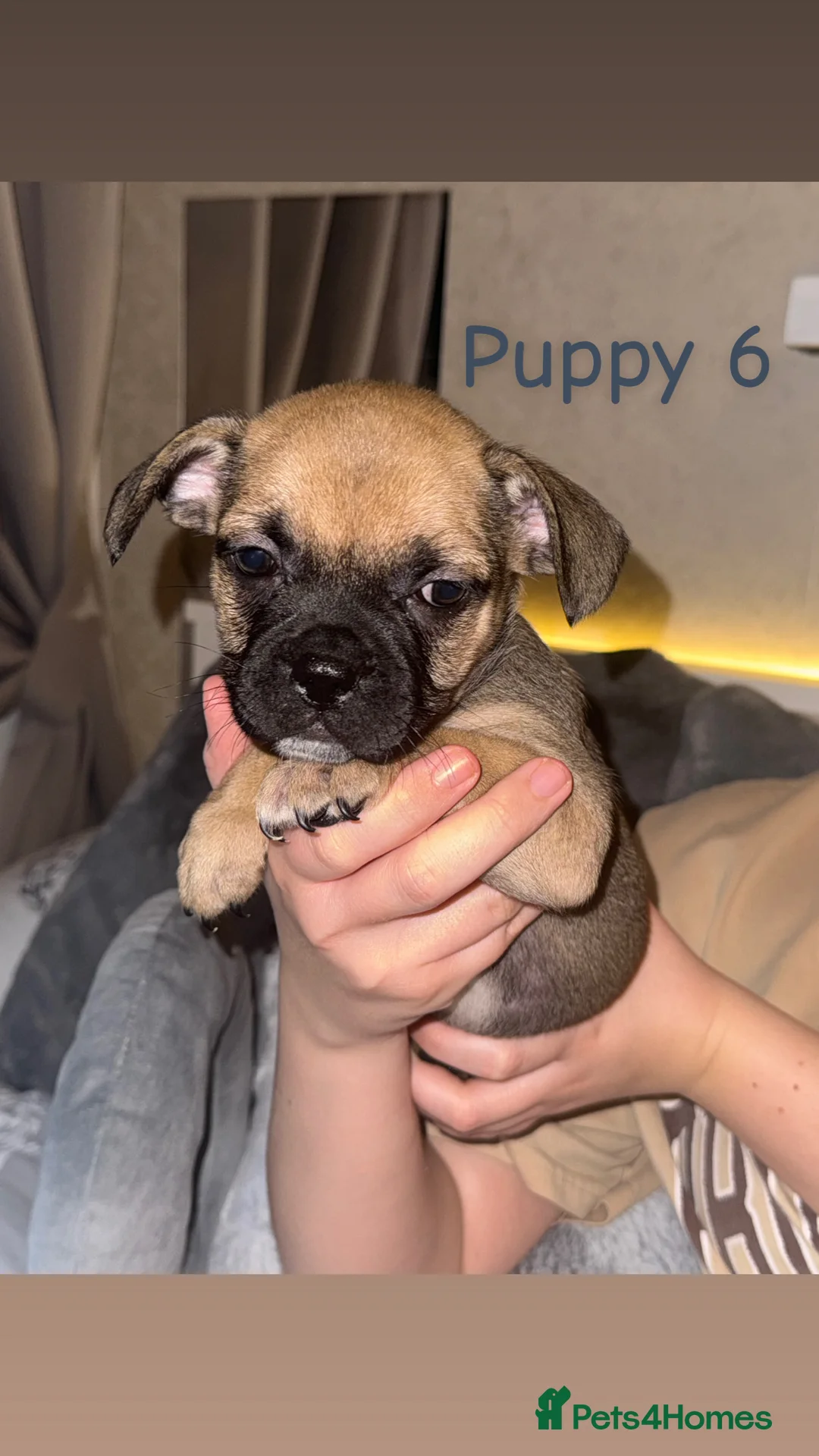 Mixed Breed dogs for sale: Pug Shih Tzu x French bulldog  - Advert 3