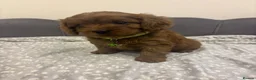 Cavapoo dogs for sale: Stunning F1 Toy Cavapoo Pups - Advert 32