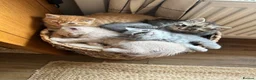 Mixed Breed cats for sale: Beautiful British short haired cross kittens  - Advert 8