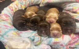 Cocker Spaniel dogs for sale: Show cocker spaniel puppies - Image 4