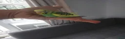 Budgerigars birds for sale: Hand reared super tame  budgie  - Advert 12