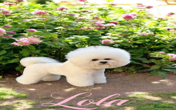 Bichon Frise dogs for sale: KC Registered Pedigree Bichon Frise Puppies - Image 7