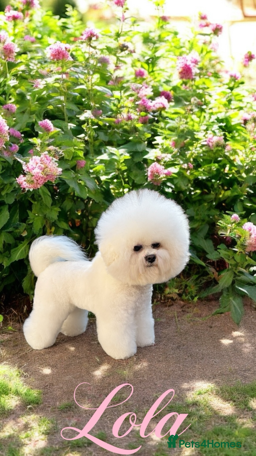Bichon Frise dogs for sale: KC Registered Pedigree Bichon Frise Puppies - Image 7