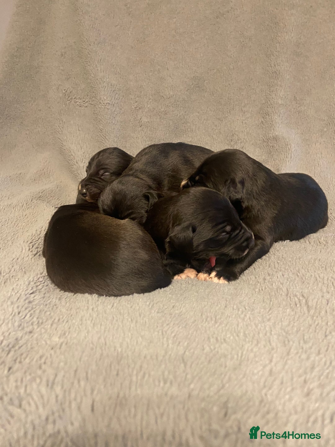 Mixed Breed dogs for sale: Beddlington whippet puppies  - Advert 7