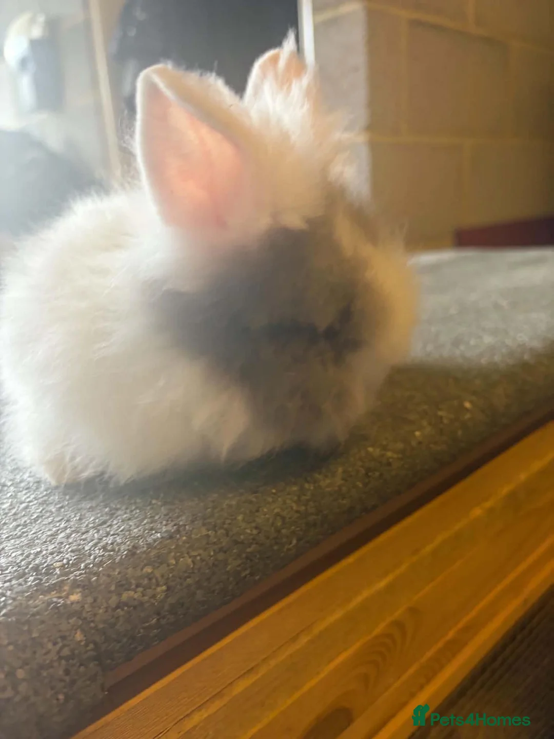 Lionhead rabbits for sale: Double Mane Choc & White Lionhead Doe - Advert 4