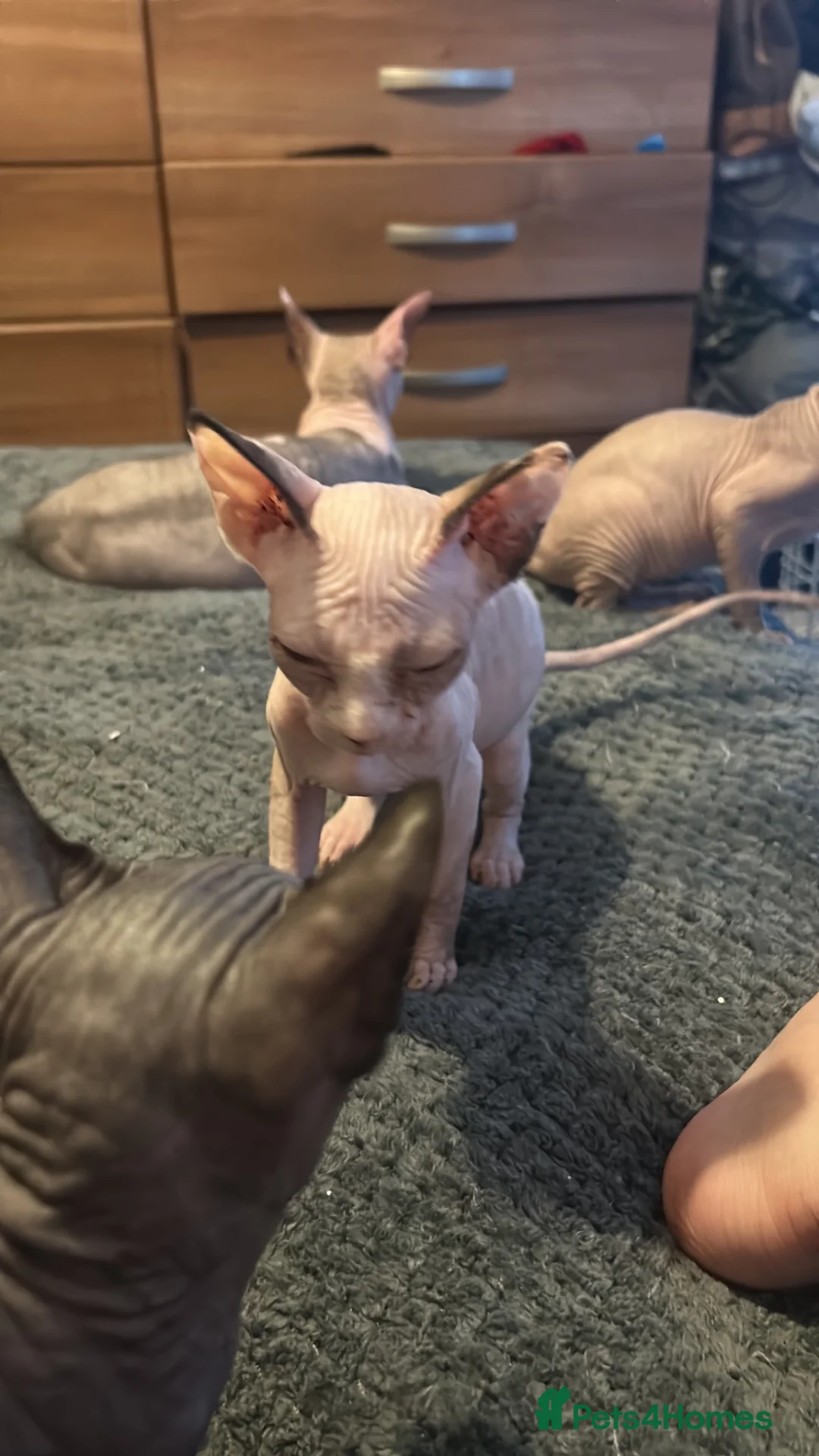 Sphynx cats for sale: Last 2 girls reduced  - Advert 2