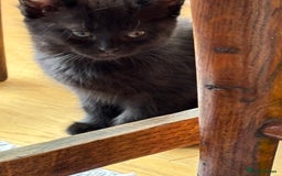 Mixed Breed cats for sale: Mix bread  - Image 6