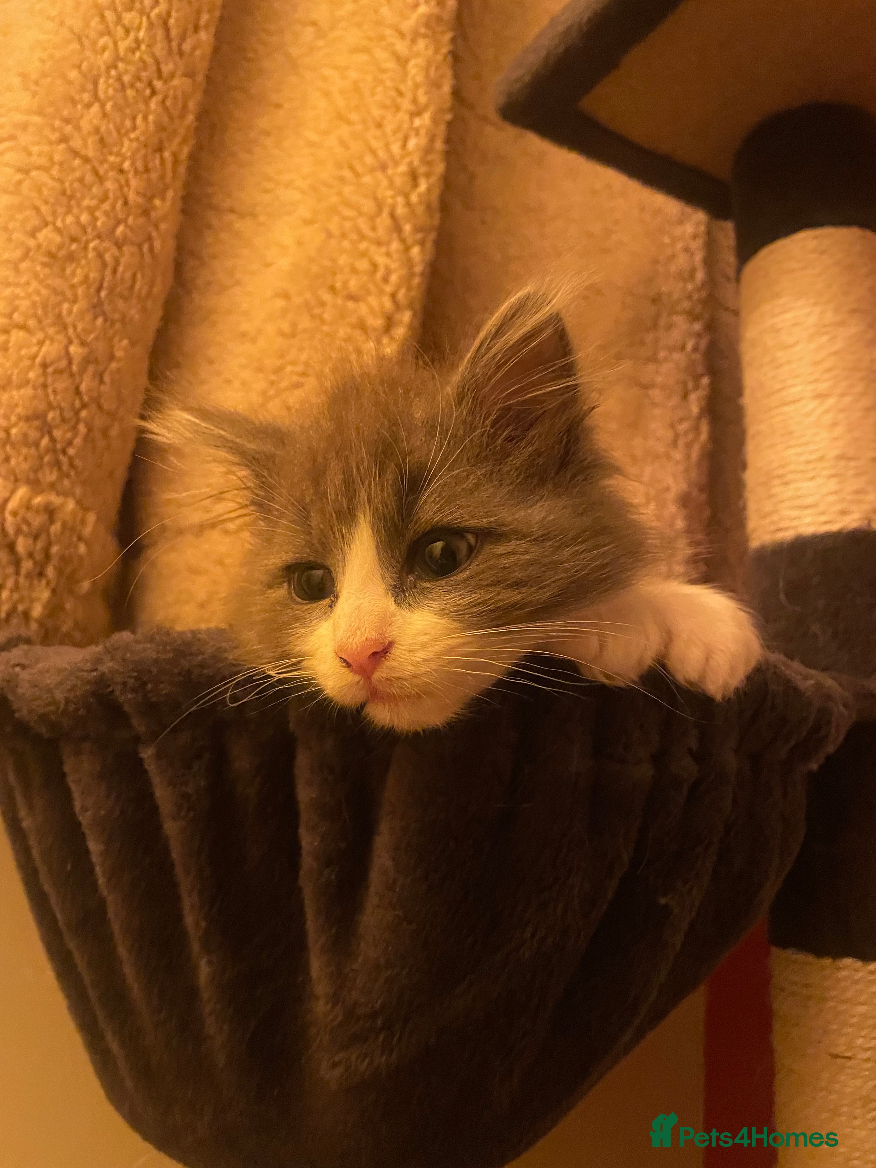 Maine Coon cats Four beautiful mainecoon/ragdoll kittens - Advert 17