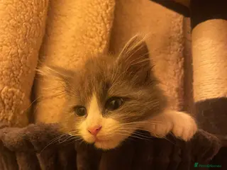 Maine Coon cats Four beautiful mainecoon/ragdoll kittens - Advert 17