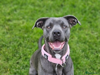 Cane Corso dogs - Advert 3