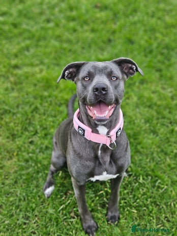 Cane Corso dogs - Advert 4