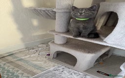 British Shorthair cats for sale: Mix British shorthair kittens for sale  - Image 3