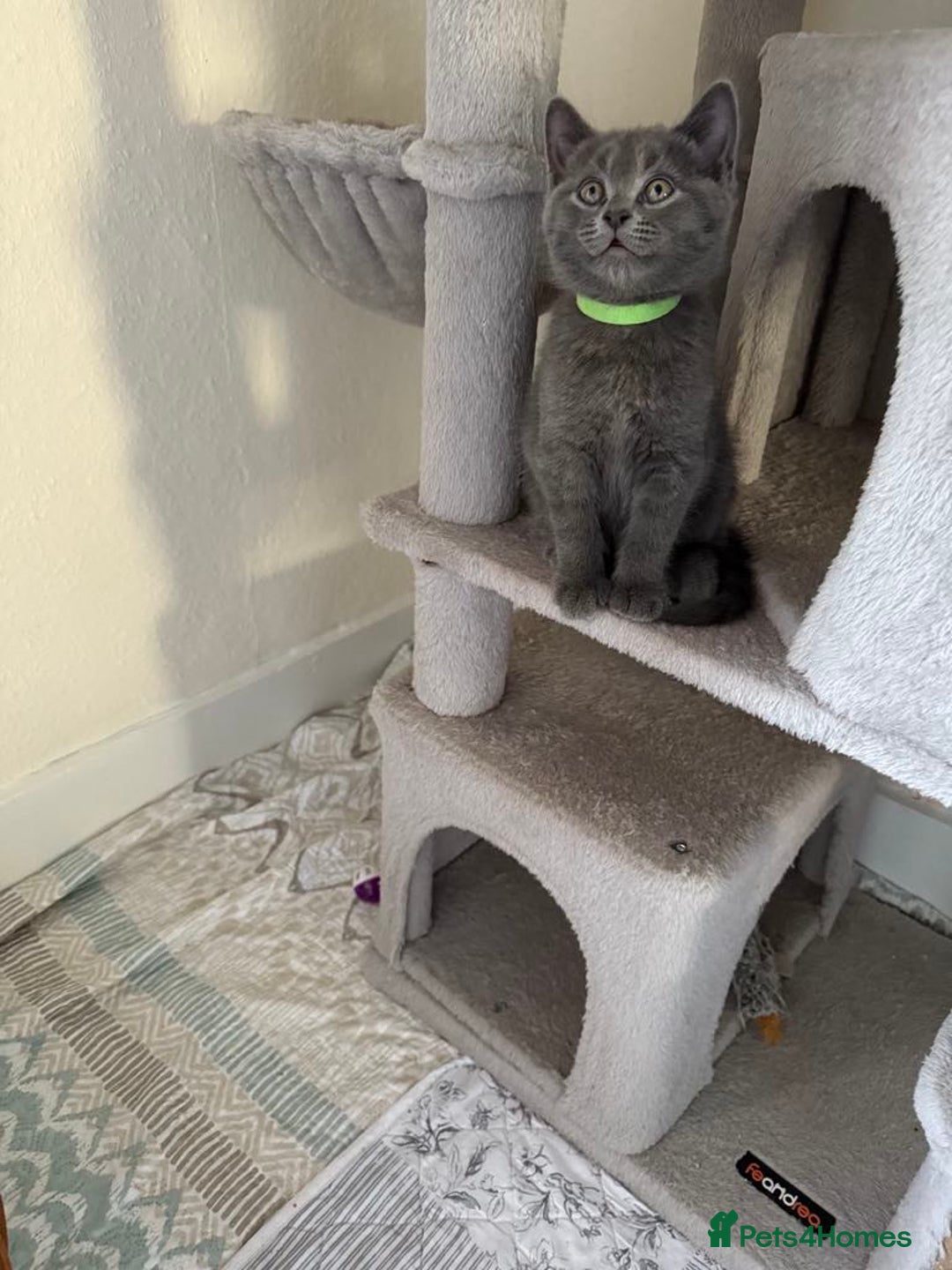 British Shorthair cats for sale: Mix British shorthair kittens for sale  - Image 3