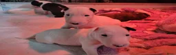 English Bull Terrier dogs for sale: BEAUTIFUL English BULL TERRIER PUPS  - Advert 17