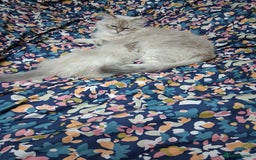 Siberian cats for sale: Siberian Neva Masquerade - Image 6