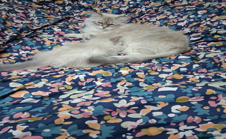 Siberian cats - Advert 2