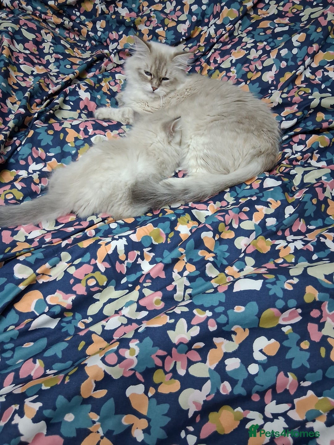Siberian cats for sale: Siberian Neva Masquerade - Image 6