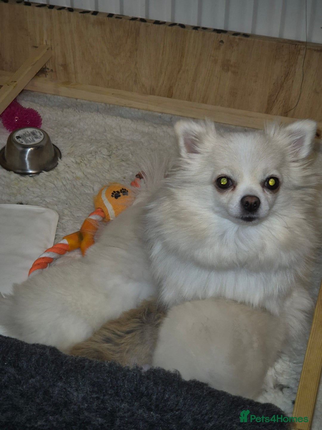 Pomchi dogs for sale: Beautiful pomchi pups - Advert 8