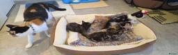 American Shorthair cats for sale: 5 Kittens in Barking - Advert 10