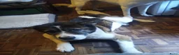 Mixed Breed dogs for sale: Huskita (husky X Japanese akita) puppies  in Bedford - Advert 3