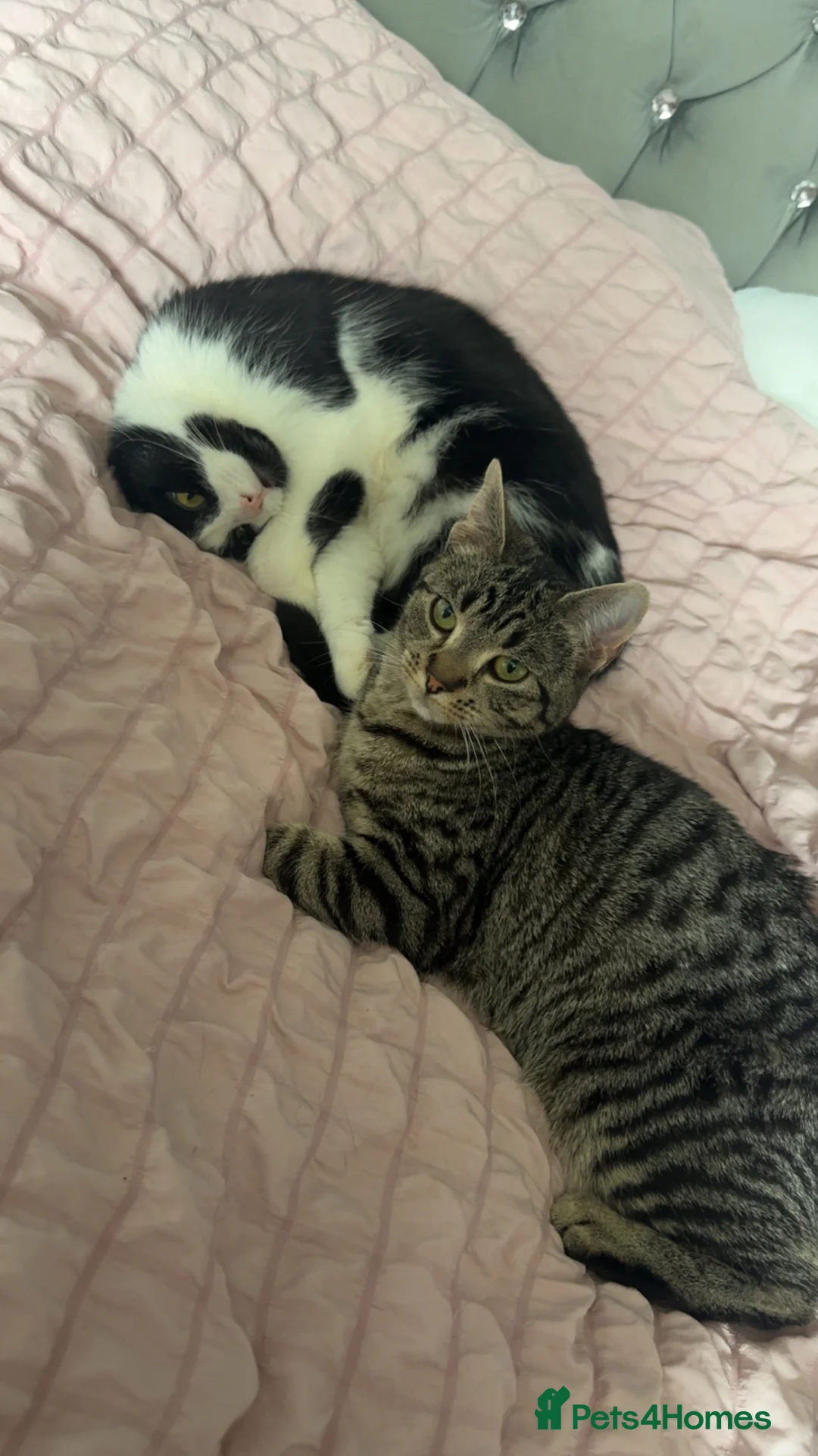 British Shorthair cats for sale: 9 month old female cats avail - Advert 1