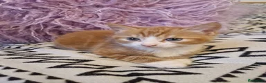 Ginger kitten female 