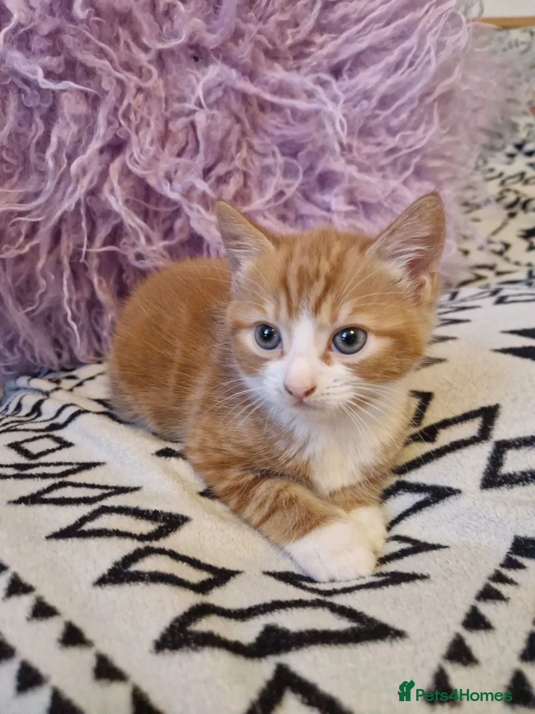 European cats for sale: Female ginger kitten - Advert 2