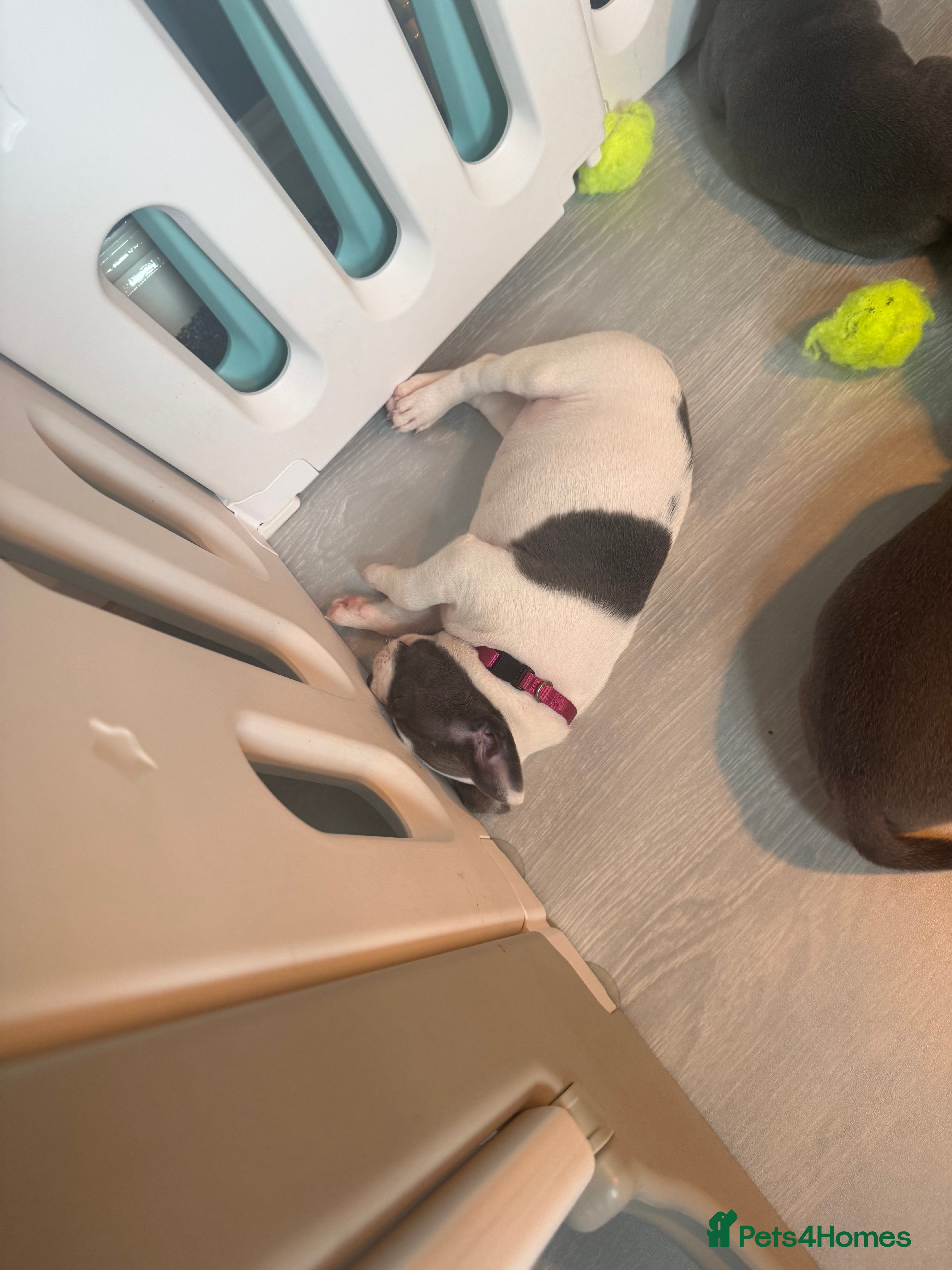 Staffordshire Bull Terrier dogs 1 GORGEOUS  STAFFORDSHIRE BULL TERRIER PUPPIES - Advert 2