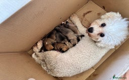 Mixed Breed dogs for sale:  Bichon x chihuahua ready now £800 - Image 7