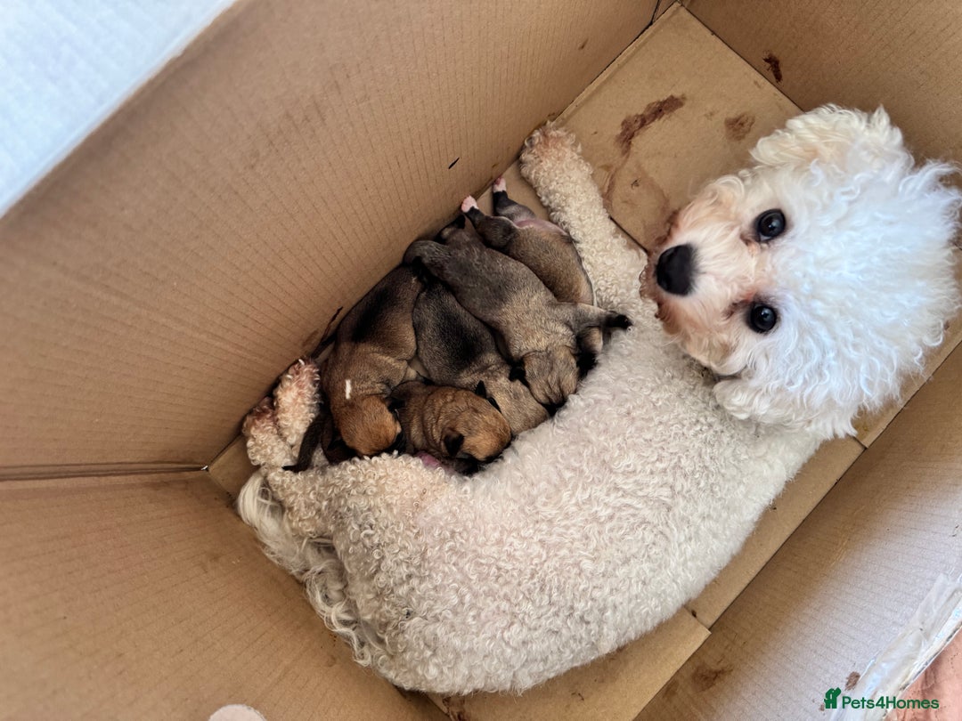 Mixed Breed dogs for sale:  Bichon x chihuahua ready now £800 - Image 7