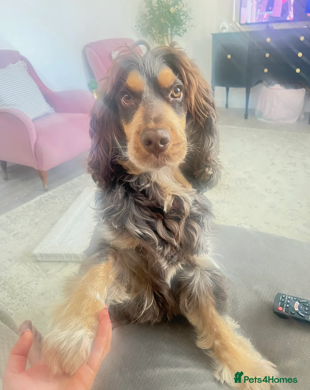 Cocker Spaniel dogs for stud: PROVEN Cocker Spaniel-Chocolate Sable DNA TESTED in Henlow - Advert 9