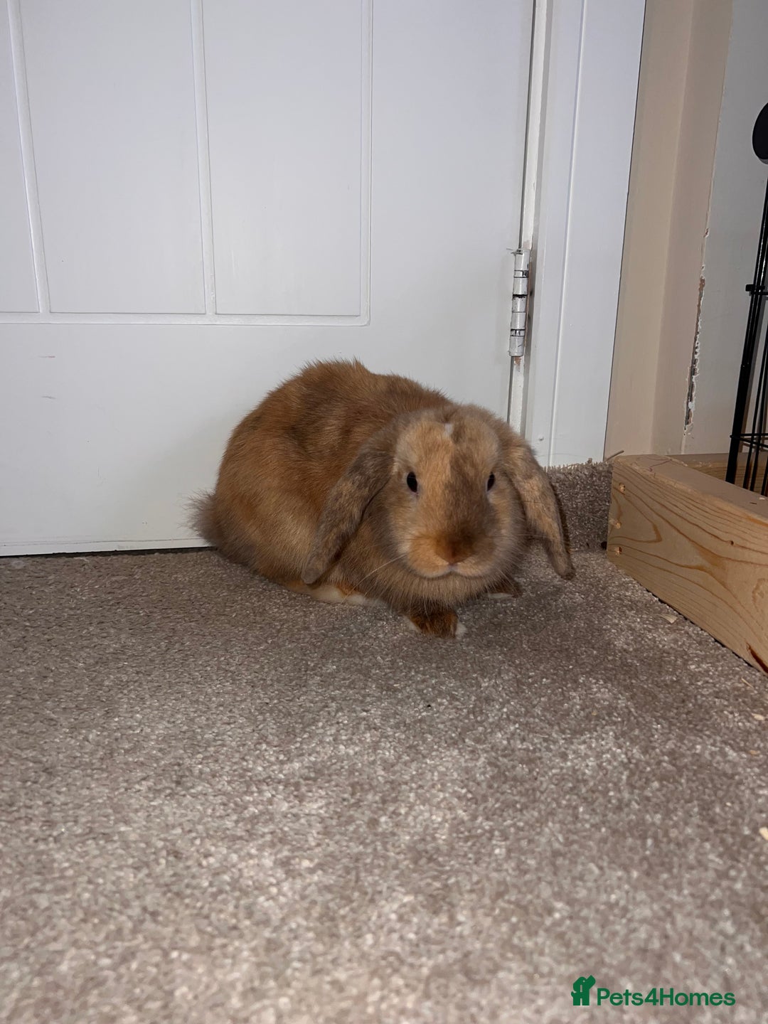 Mini Lop rabbits for sale: Woody! Our beautiful 6 month old mini lop boy - Image 2