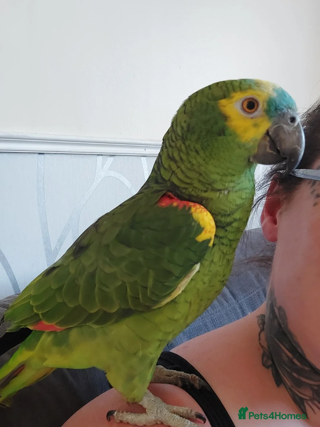 Parrots birds for sale: Beautiful Amazon parrot  in Oakham - Advert 2