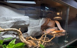 Python Snake reptiles for sale: Pied ball Python for sale  - Image 1