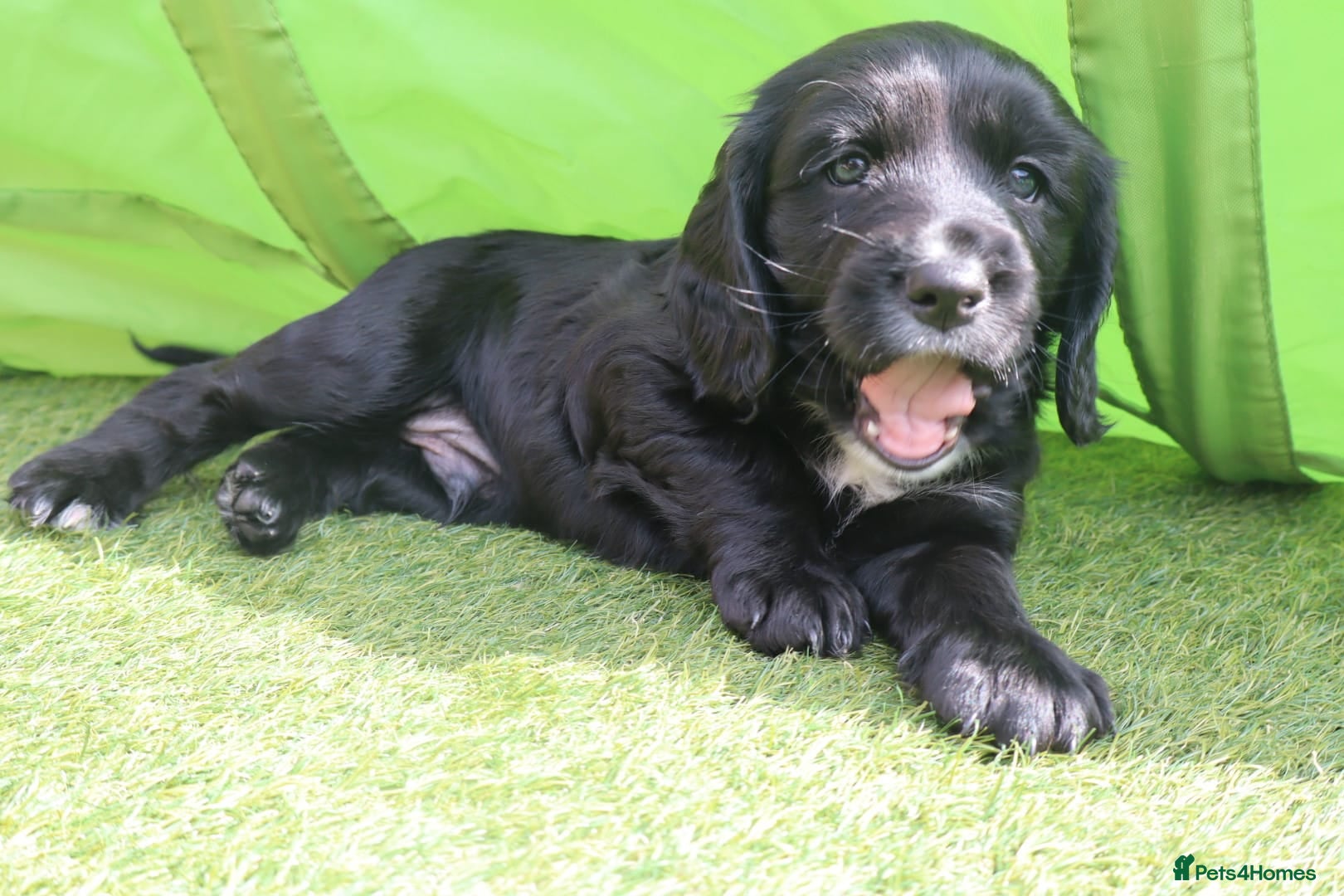 Sprocker dogs Beautiful Sprocker Puppies Seeking Forever Homes - Advert 4
