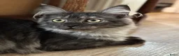 Maine Coon cats for sale: Beautiful GCCF Registered Maine Coon Kittens - Advert 7