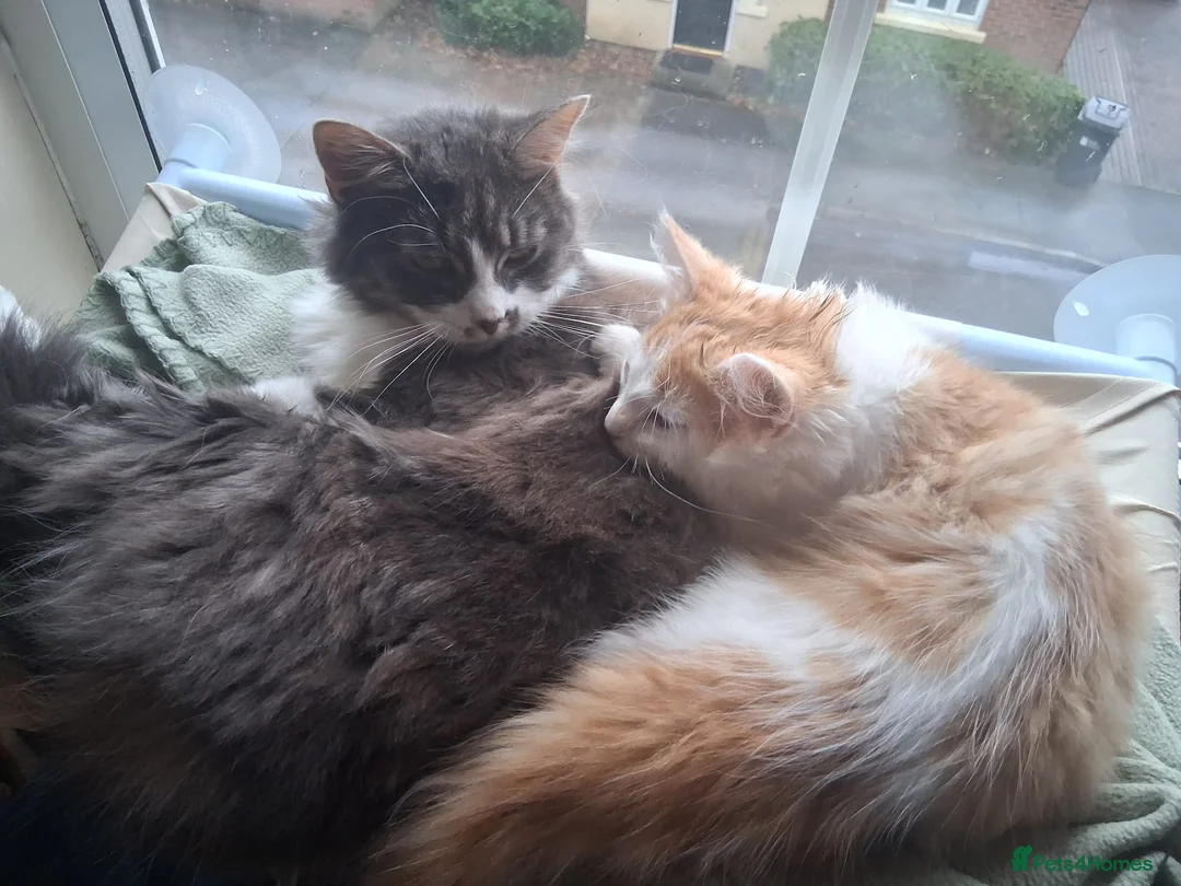 Mixed Breed cats for sale: Young male kitten looking for a loving home! - Advert 2