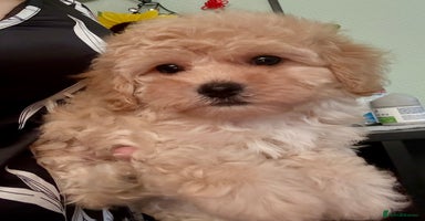Maltipoo dogs in Manchester - Advert 4