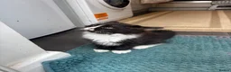 Mixed Breed cats for sale: Half ragdoll kittens! - Advert 6