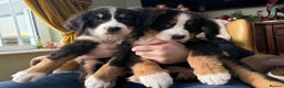 Bernese Mountain Dog dogs for sale: Bernese Mountain Dog Pups  - Advert 27