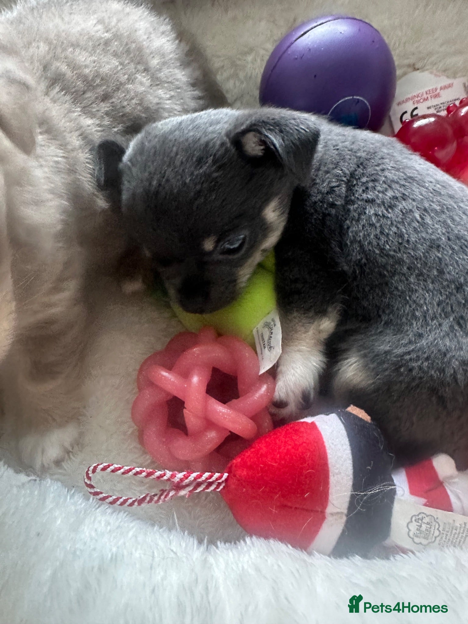 Chihuahua dogs Tiny girls  - Advert 9