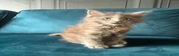 Maine Coon cats for sale: Gccf pedigree Maine coon kittens  - Advert 12