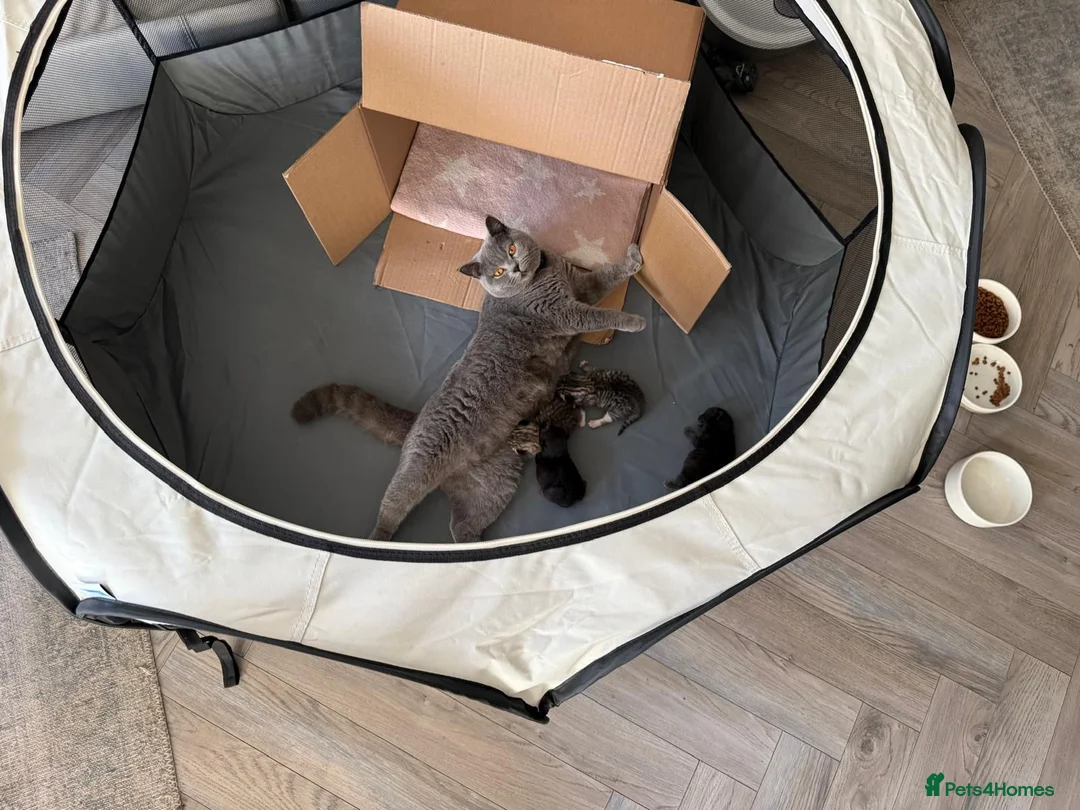 Mixed Breed cats for sale: British Shorthair Kittens (Mixed) in Hounslow - Advert 10